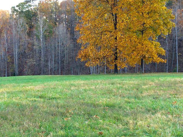 2611 Lees Gap Road Fincastle, VA 24090 - Photo 6 of 40 Lees Gap Land