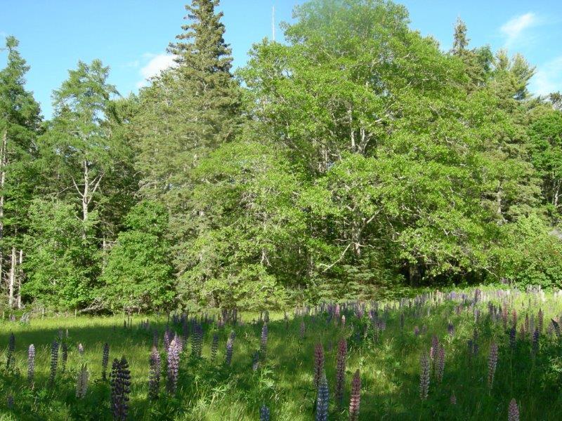 122 Point Road Hancock, ME 04640 - Photo 11 of 13 Part of the 10 acres with fields and...