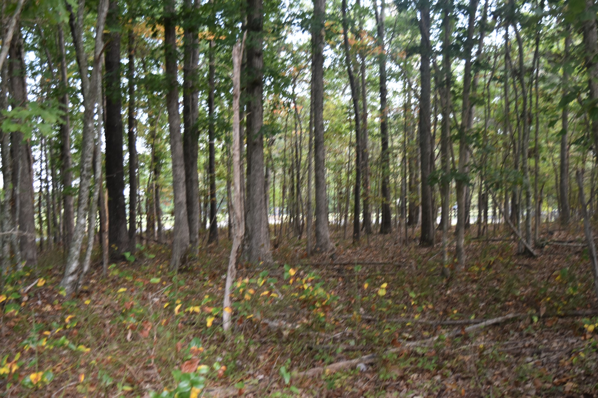 0 Stage Coach Road Sewanee, TN 37375 - Photo 11 of 50 Gallery Image 11