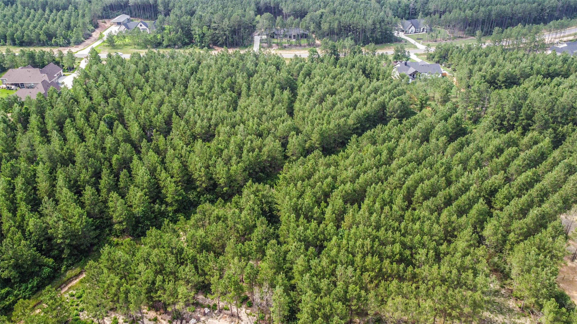 15917 Ridge Oak Road Willis, TX 77378 - Photo 8 of 20 a view of a lush green forest with lots of trees