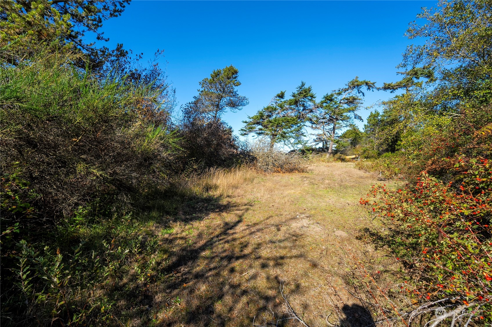 -lot B Rolling Dunes Lane Oak Harbor, WA 98277 - Photo 8 of 19 a view of a tree with a yard
