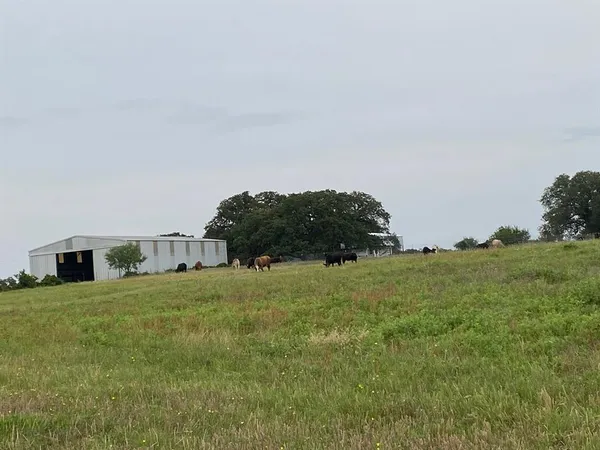 a big yard with lots of green space and deers