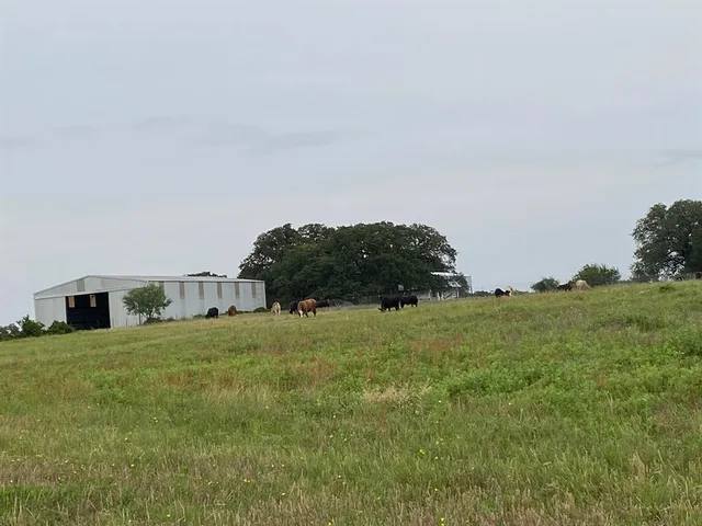 a big yard with lots of green space and deers