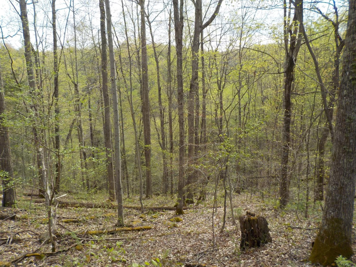 1 Rolling Hills Road Wellington, KY 40387 - Photo 13 of 13 Photo 14