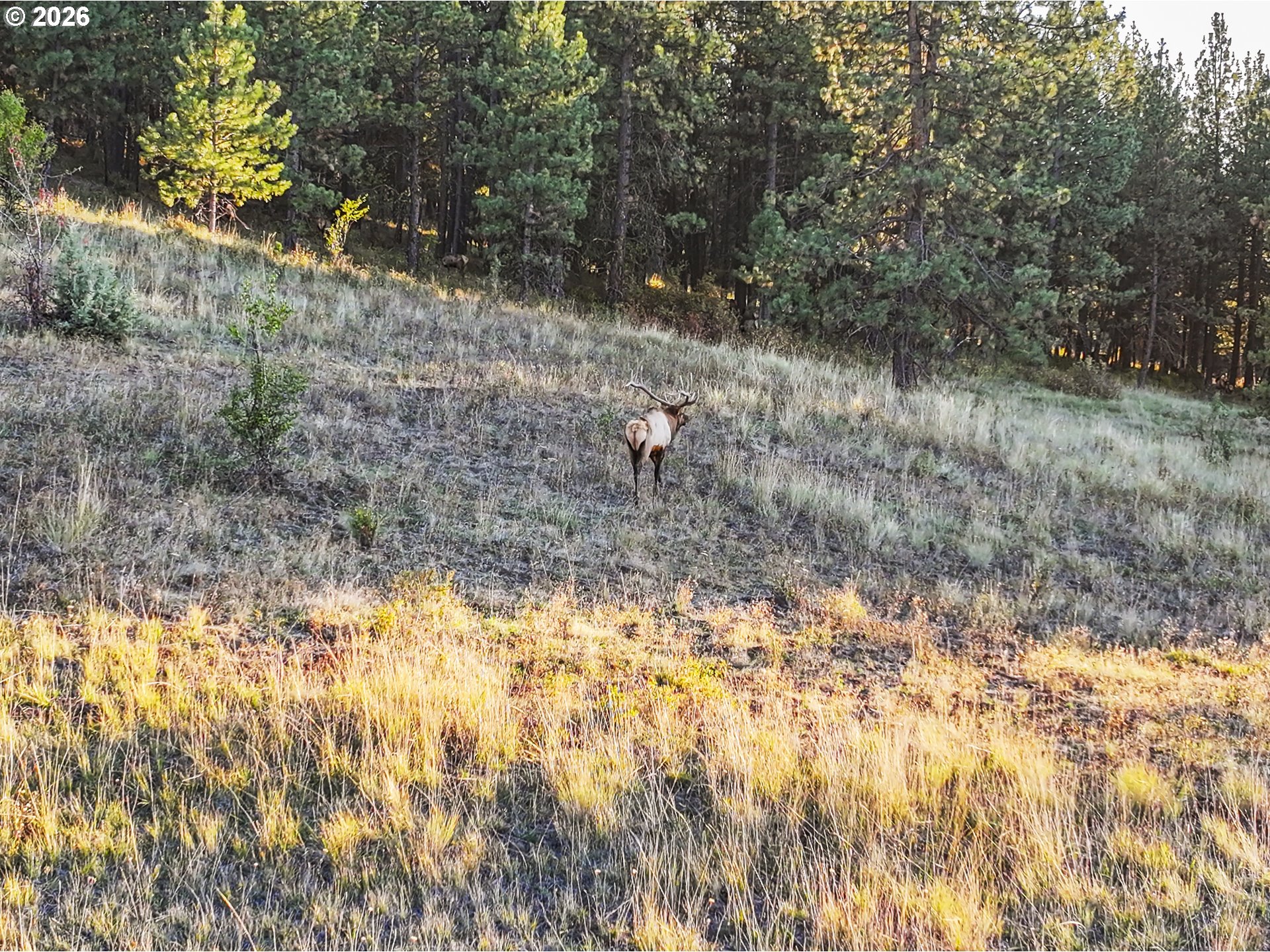 83584 Troy Road Wallowa, OR 97885 - Photo 18 of 48 a view of a yard with a tree