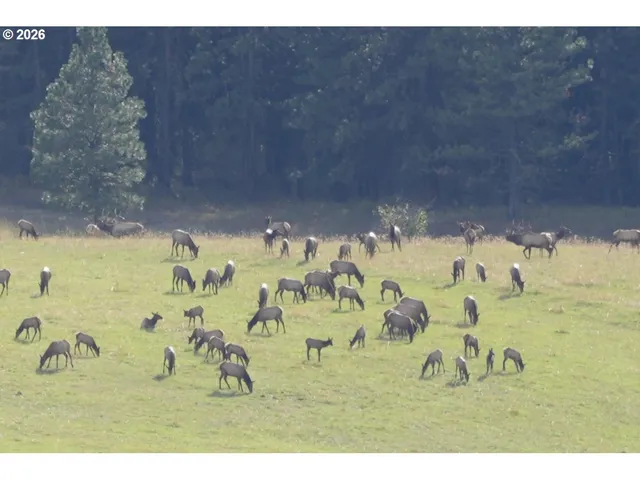 a view of outdoor space with deck and yard