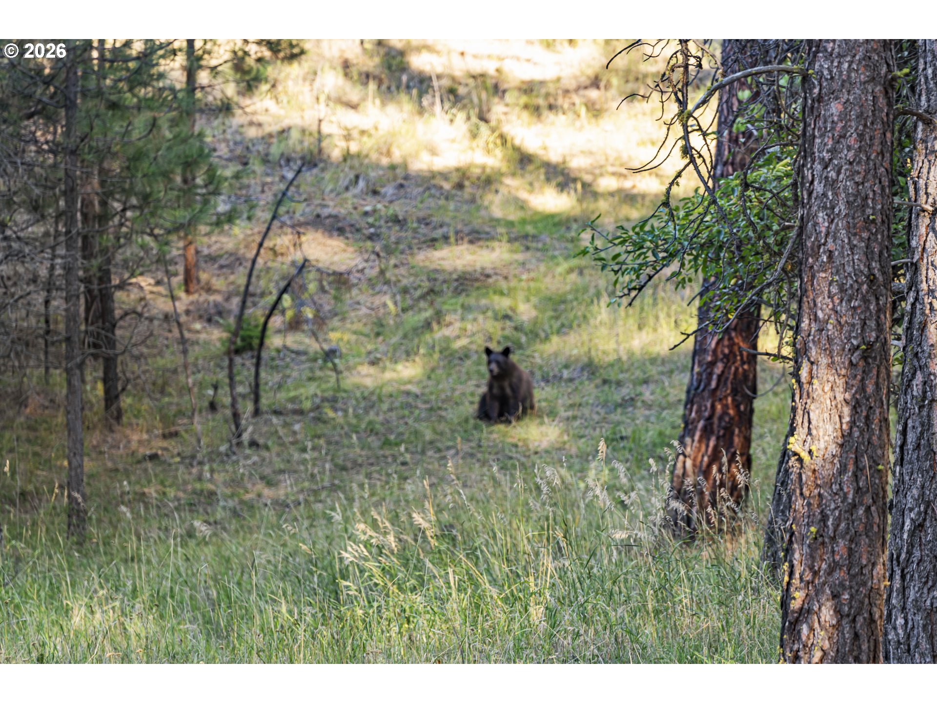 83584 Troy Road Wallowa, OR 97885 - Photo 22 of 48 a backyard of a house with lots of green space