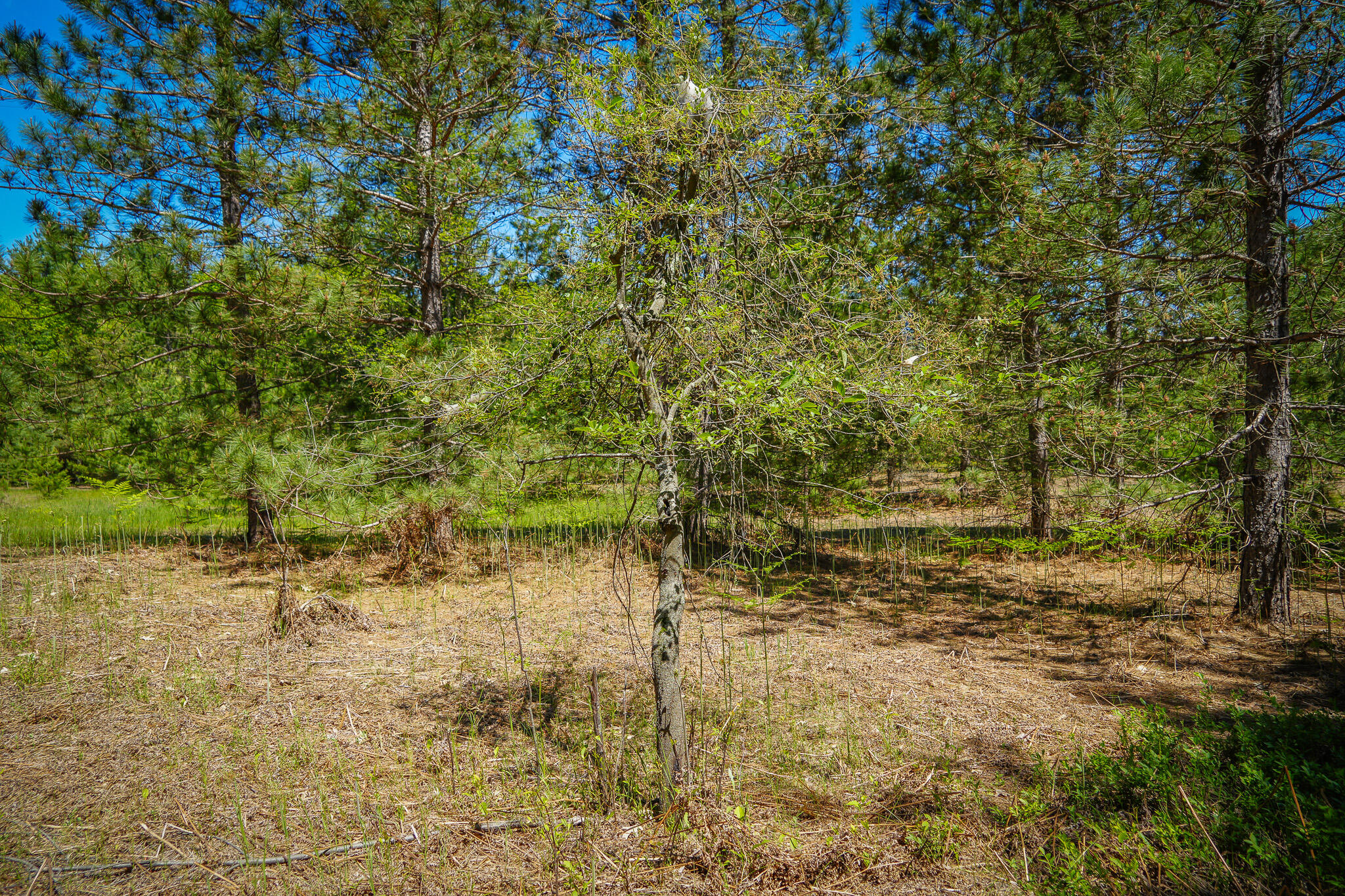 Parcel B Makinen Road Kaleva, MI 49645 - Photo 5 of 38 DSC00260