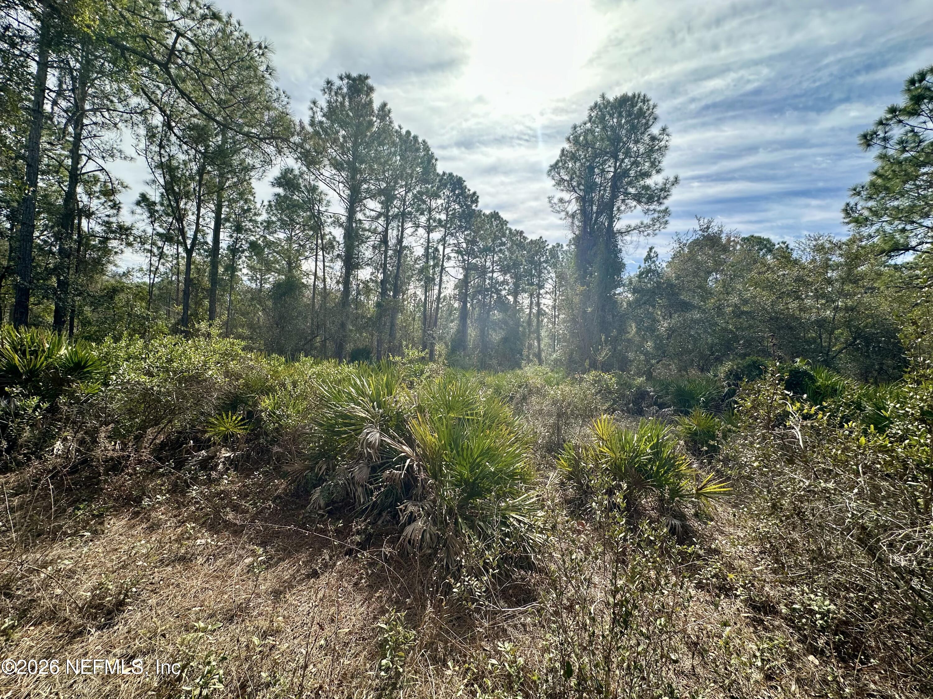 233 Marie Avenue Georgetown, FL 32139 - Photo 4 of 15 a big yard with lots of green space and deers