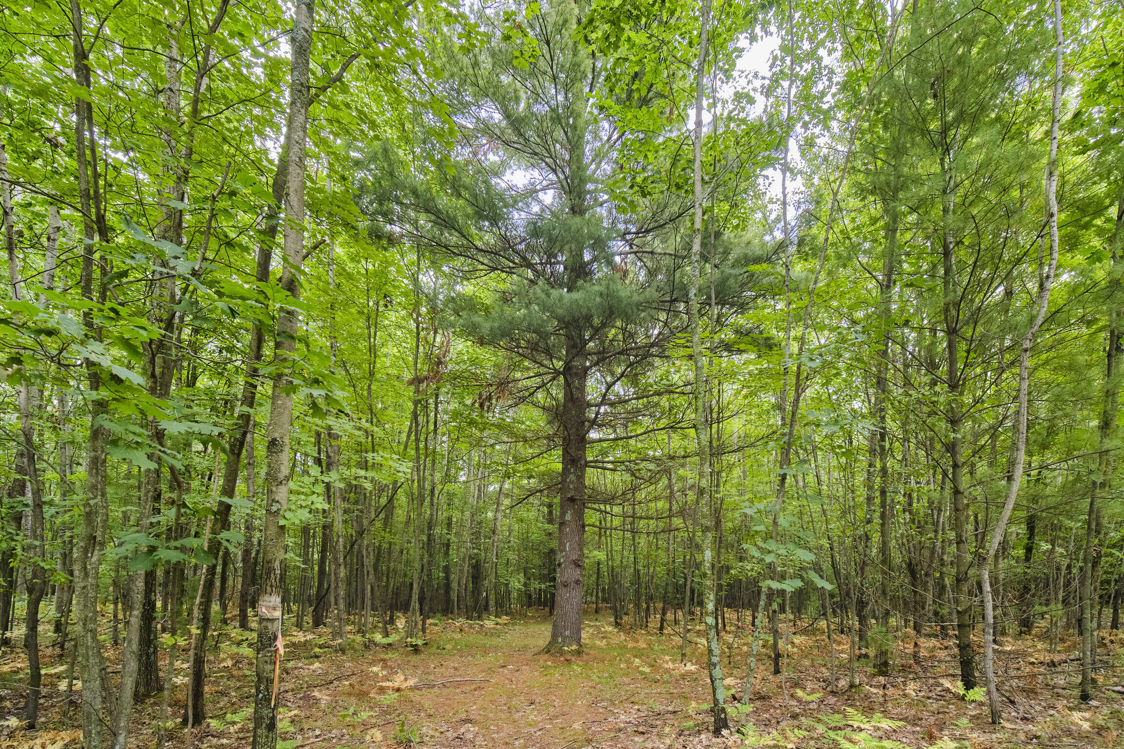 8089 Hunter Ridge Trail Copemish, MI 49625 - Photo 55 of 61 8089 Hunter's Ridge