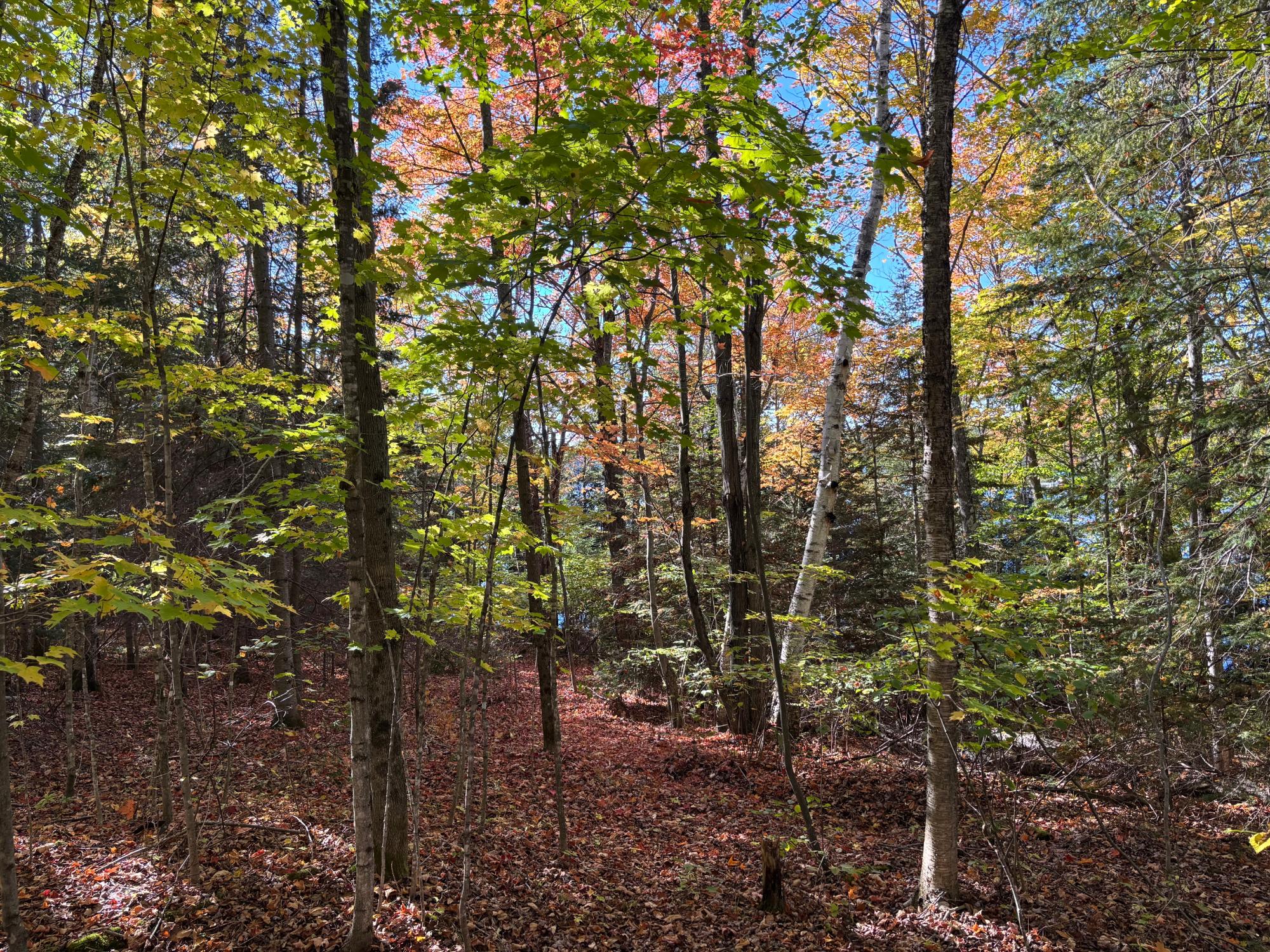 Lot 34 Nicolet Shores Road Phelps, WI 54554 - Photo 8 of 21 Gallery Image 8