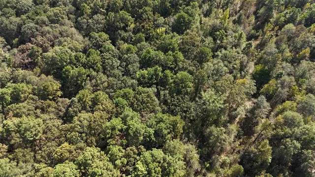 a view of a city with lush green forest
