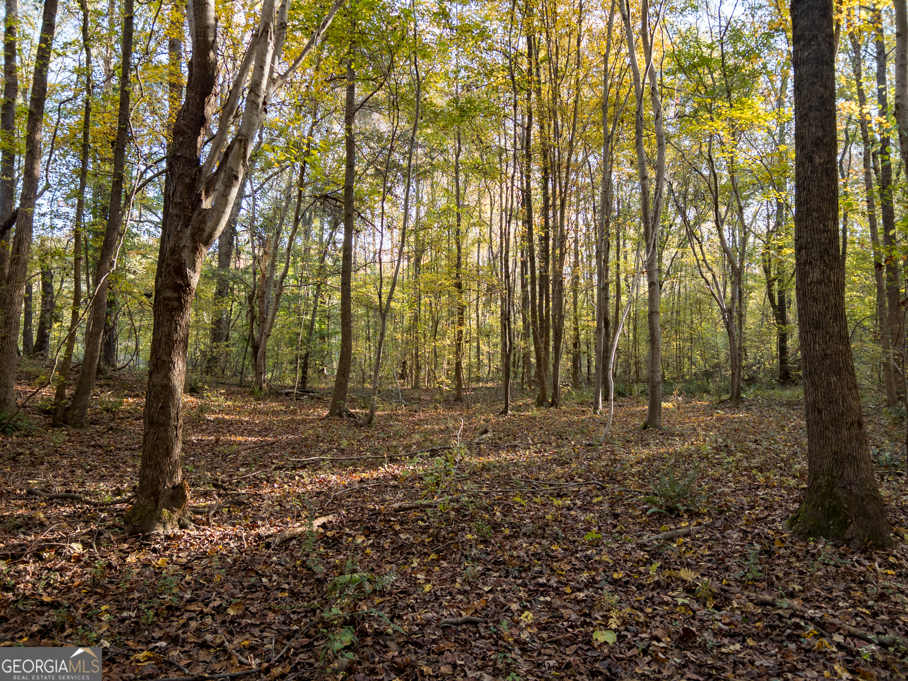 56 Ivey Circle Forsyth, GA 31029 - Photo 11 of 61