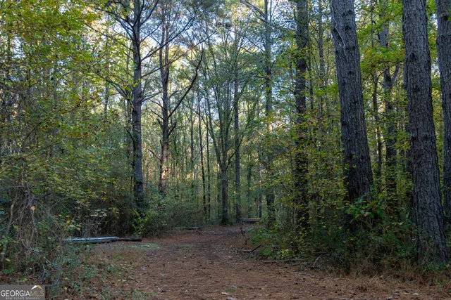 a view of a forest with trees in the background