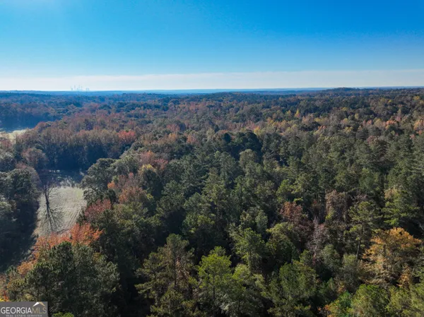 a view of a forest with trees in the background