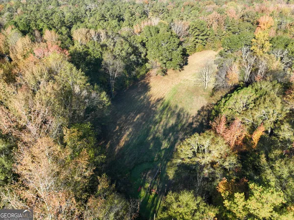 a view of a forest with trees