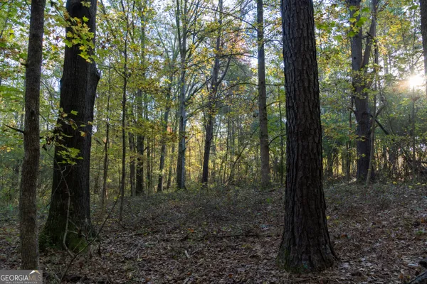 a view of a forest with trees in the background