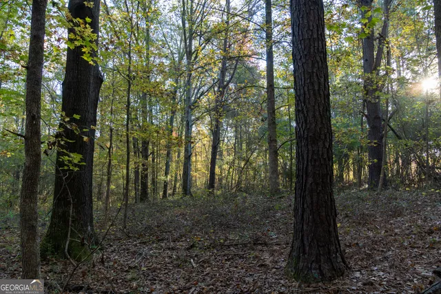 a view of a forest with trees in the background