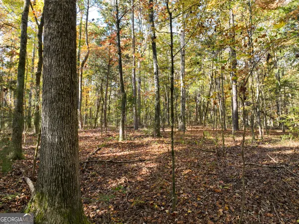 a view of a lush green forest