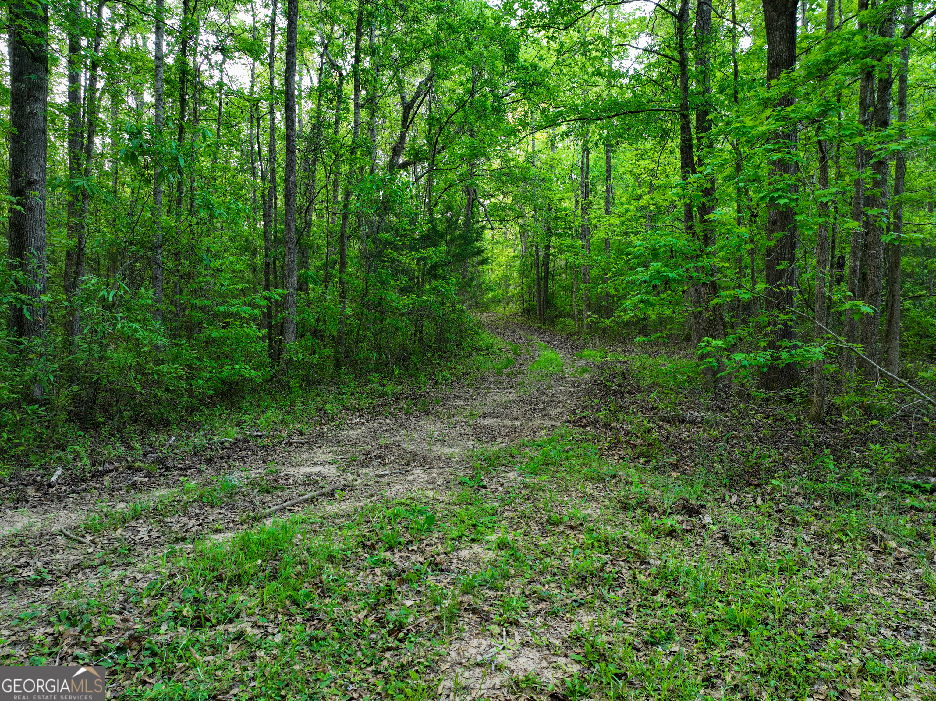 56 Ivey Circle Forsyth, GA 31029 - Photo 32 of 61 a view of a lush green forest