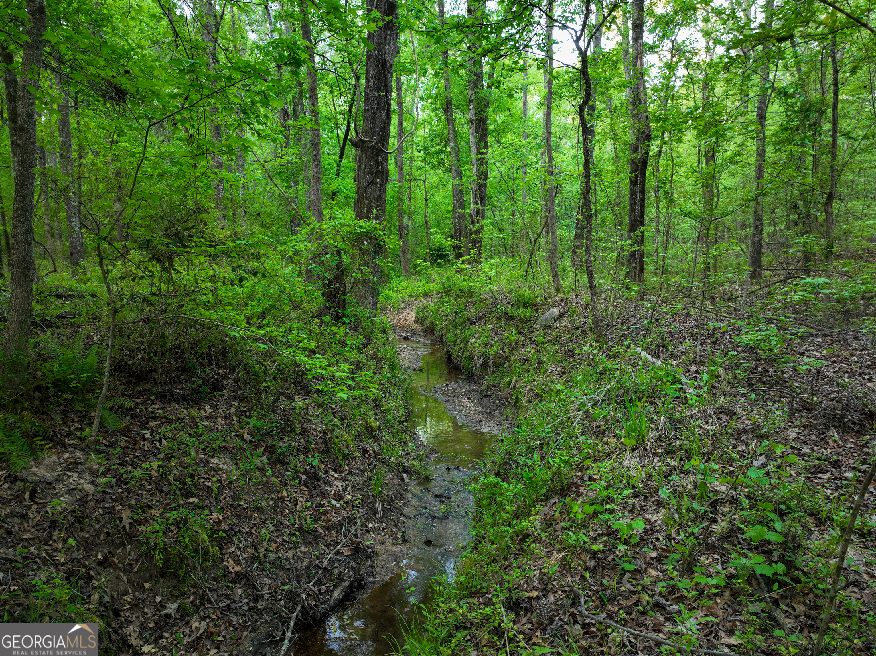 56 Ivey Circle Forsyth, GA 31029 - Photo 34 of 61 a view of a lush green forest