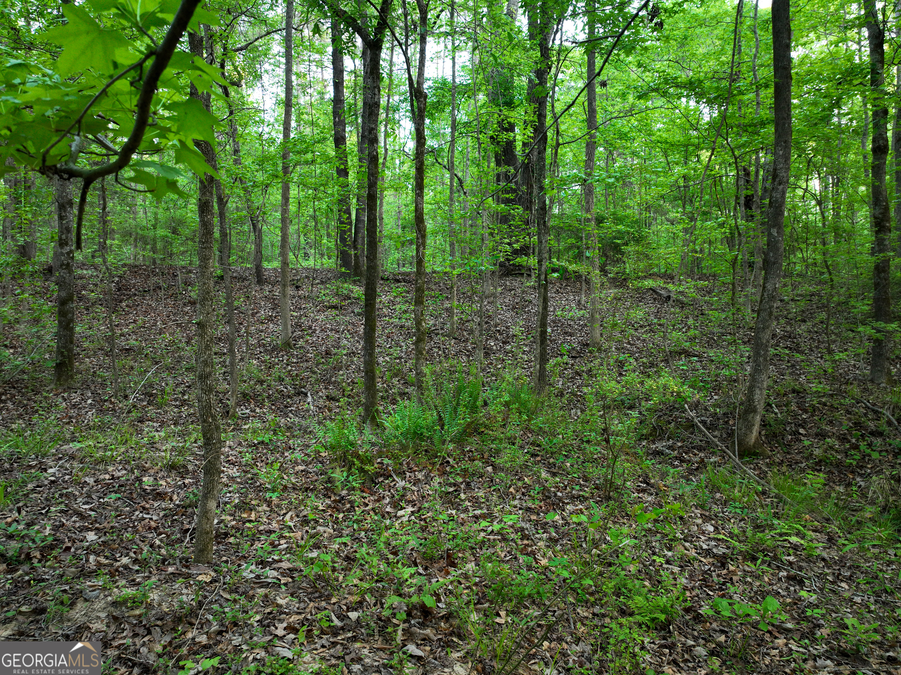 56 Ivey Circle Forsyth, GA 31029 - Photo 36 of 61 a view of a forest with trees
