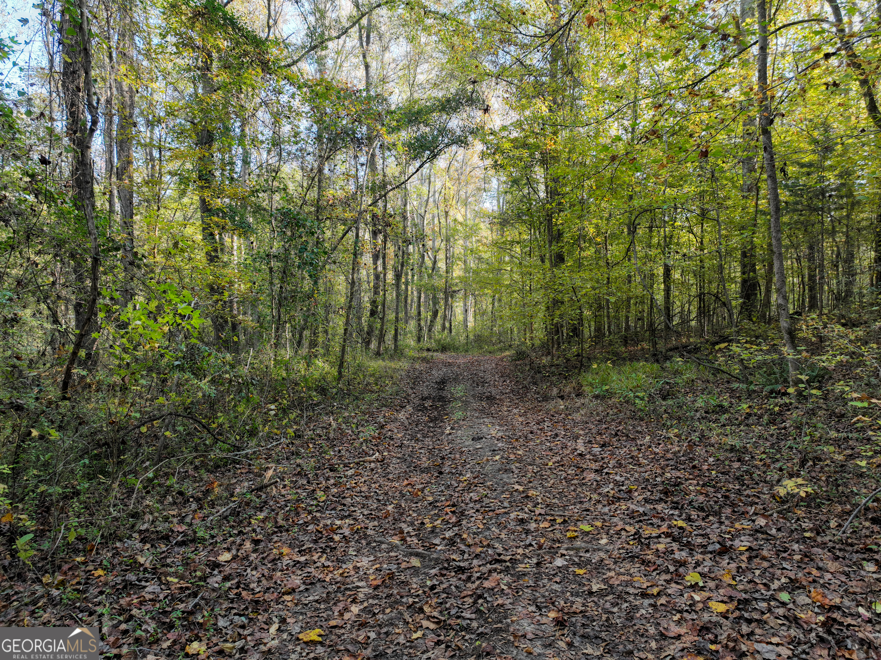 56 Ivey Circle Forsyth, GA 31029 - Photo 37 of 61 a view of a forest with trees in the background