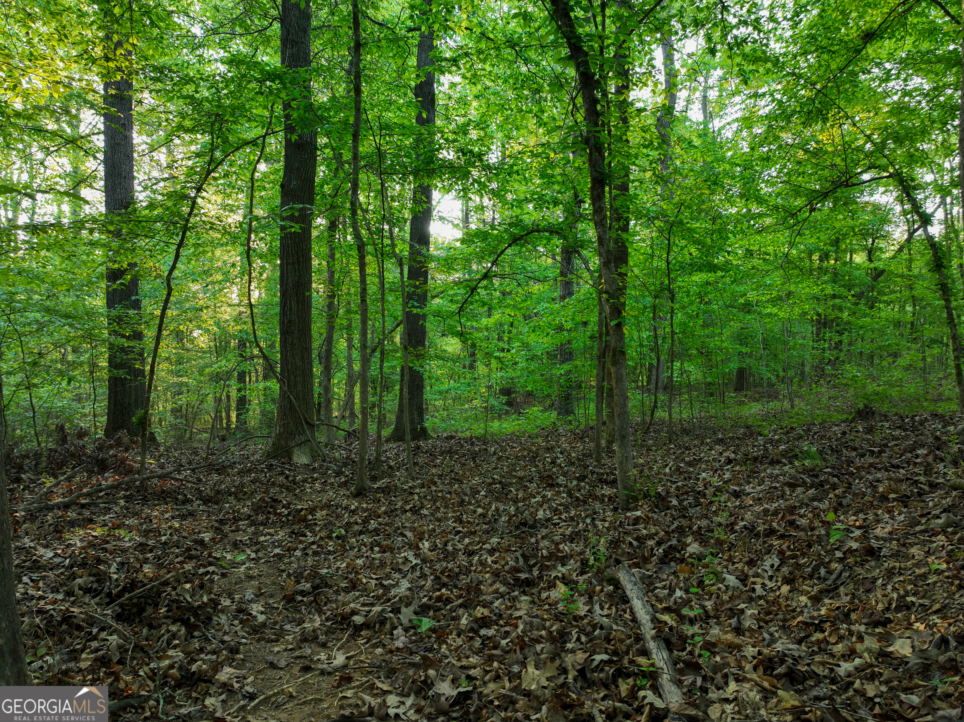 56 Ivey Circle Forsyth, GA 31029 - Photo 40 of 61 a big yard with lots of green space and trees