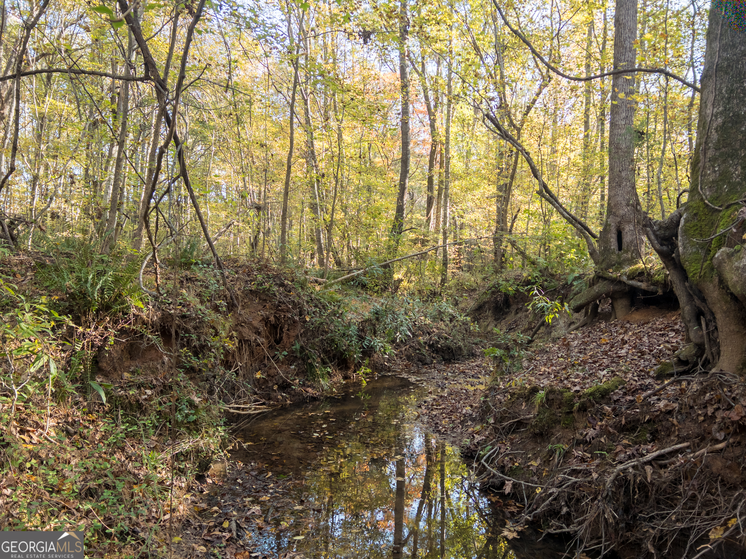 56 Ivey Circle Forsyth, GA 31029 - Photo 45 of 61 a view of a yard with plants and trees