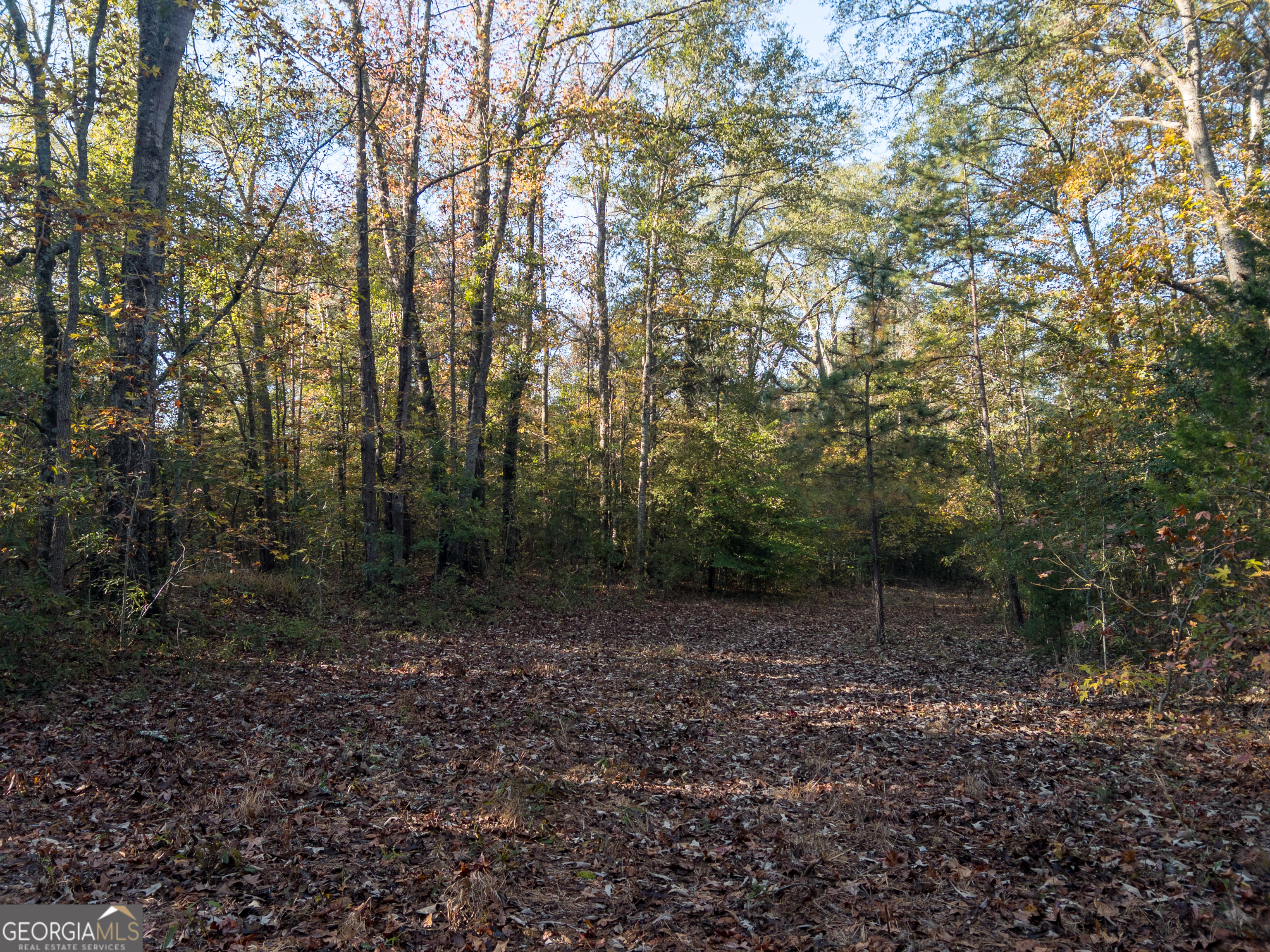 56 Ivey Circle Forsyth, GA 31029 - Photo 55 of 61 a view of a forest with trees in the background
