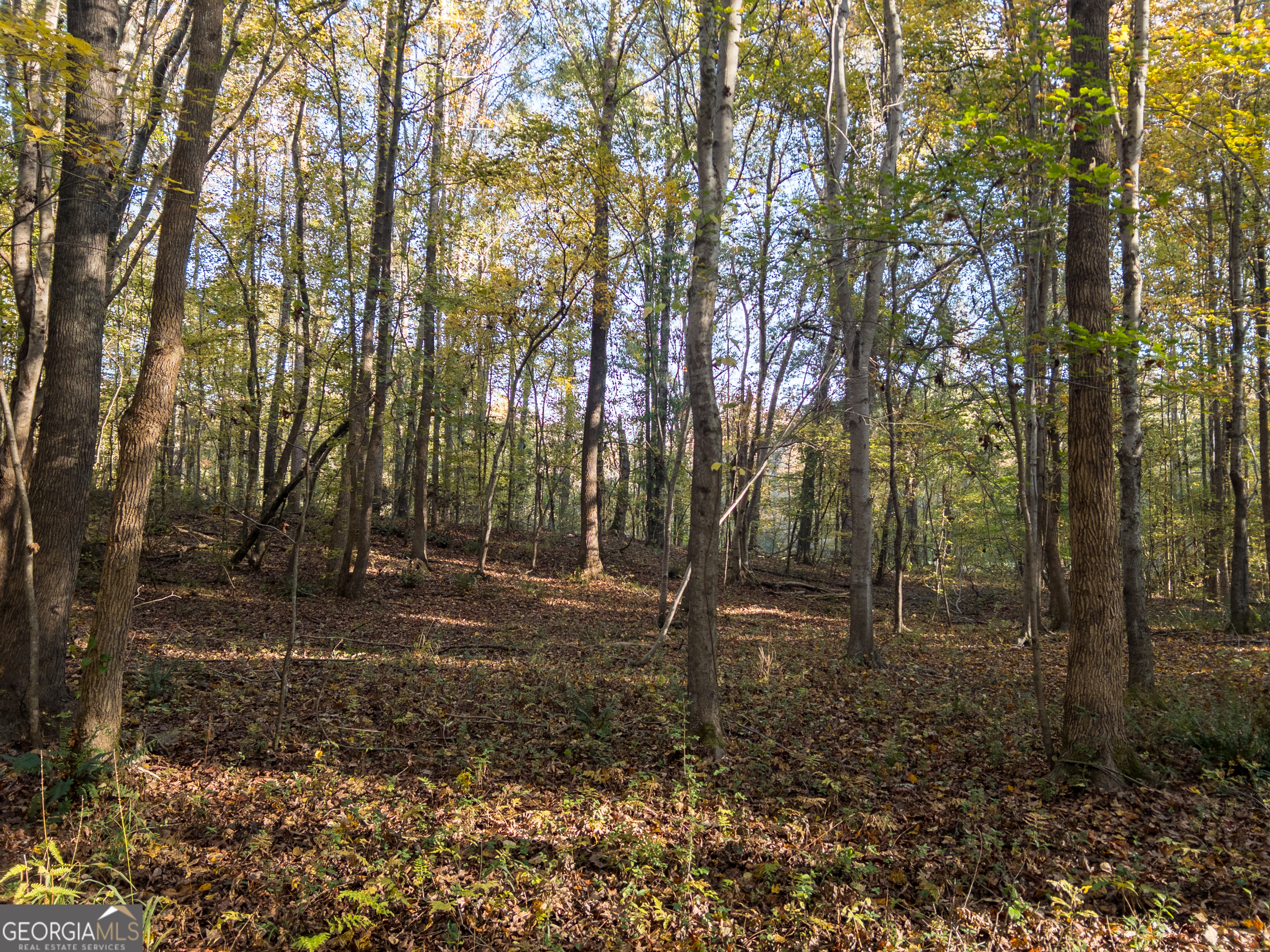 56 Ivey Circle Forsyth, GA 31029 - Photo 57 of 61 a backyard of a house with lots of green space