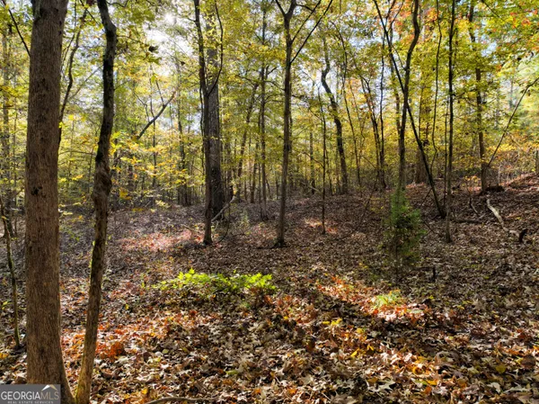 a view of a forest with trees