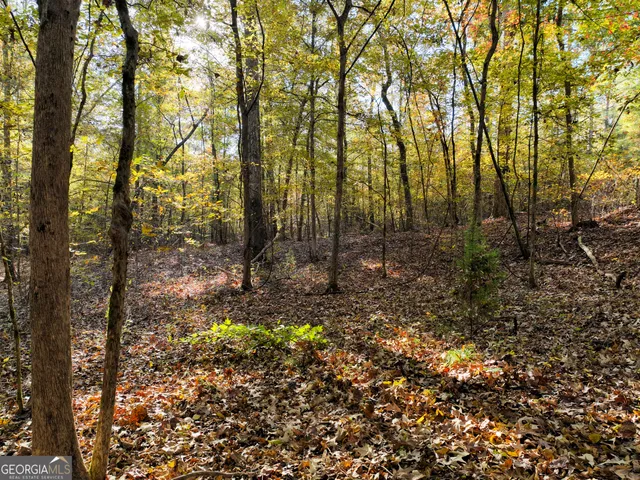 a view of a forest with trees