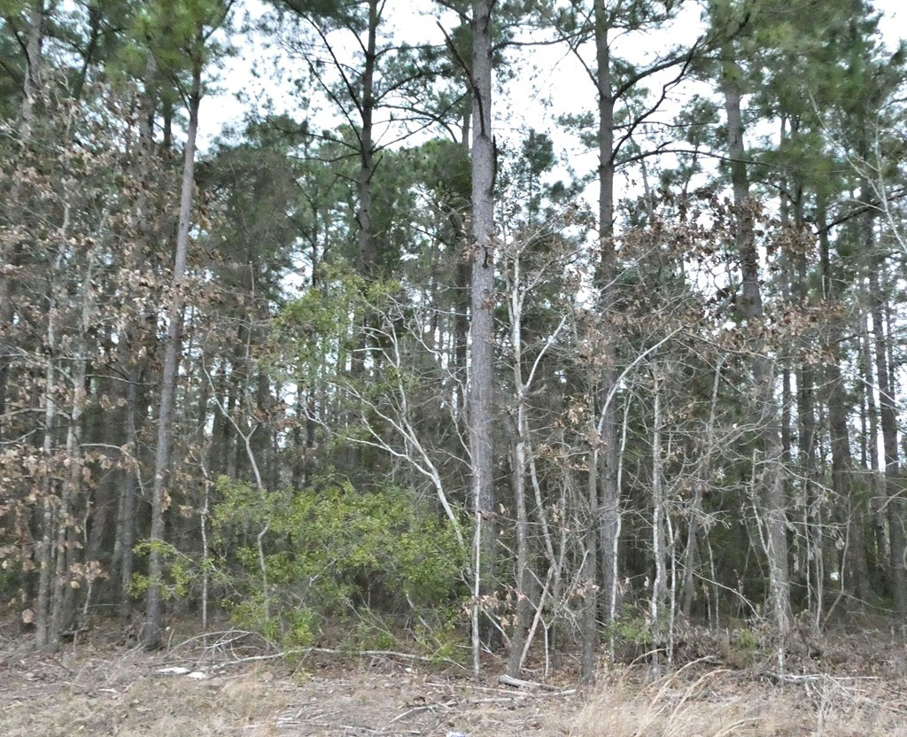 Tbd Patriot Road Manning, SC 29102 - Photo 3 of 5 Gallery Image 3
