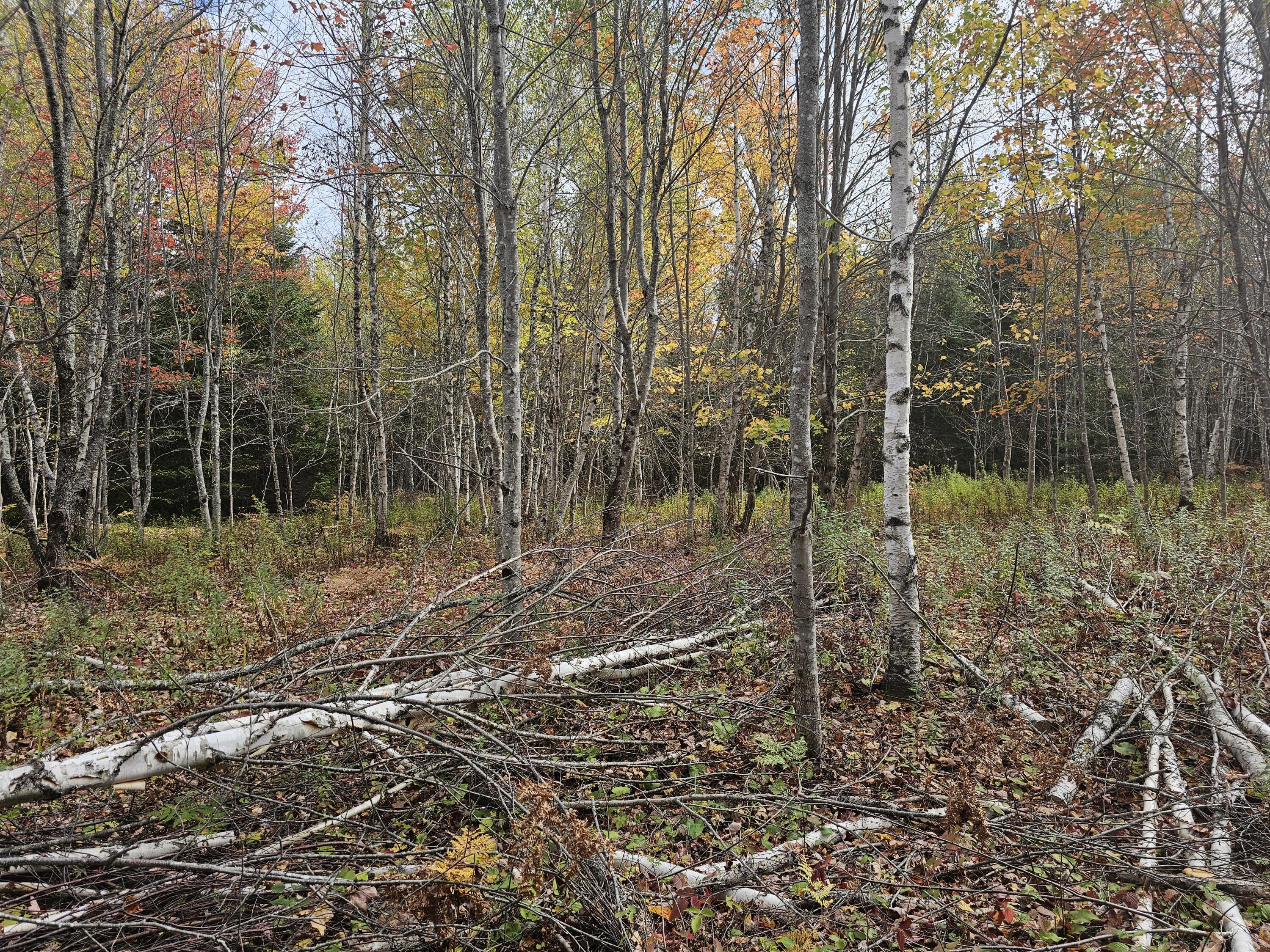 12 Fox Run Ellsworth, ME 04605 - Photo 11 of 25 20251001_124647