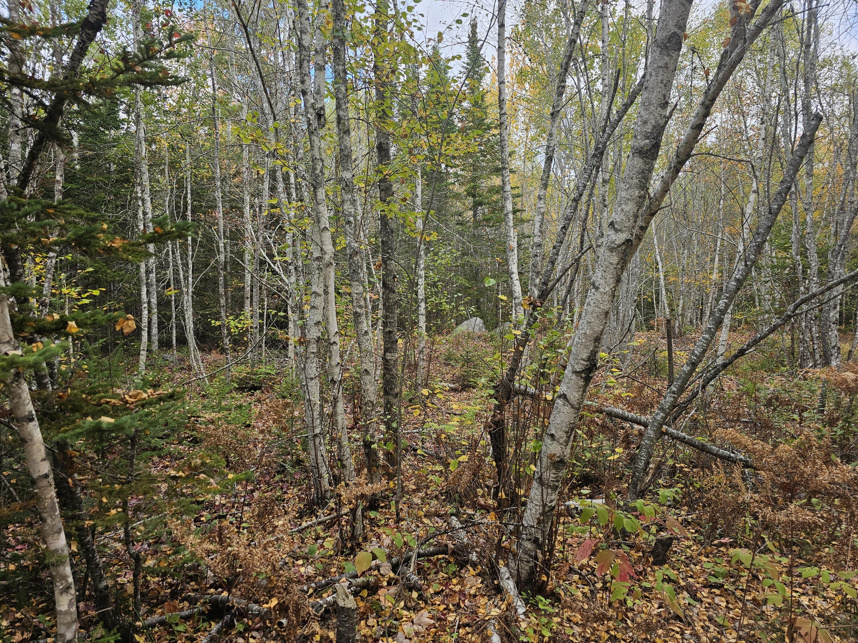 12 Fox Run Ellsworth, ME 04605 - Photo 17 of 25 20251001_125039