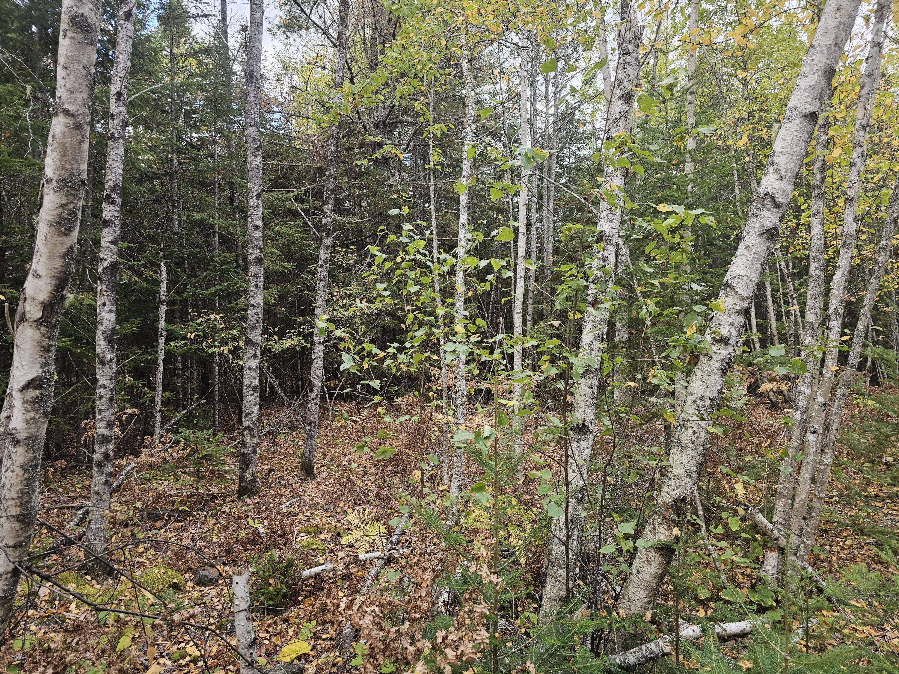 12 Fox Run Ellsworth, ME 04605 - Photo 19 of 25 20251001_125048
