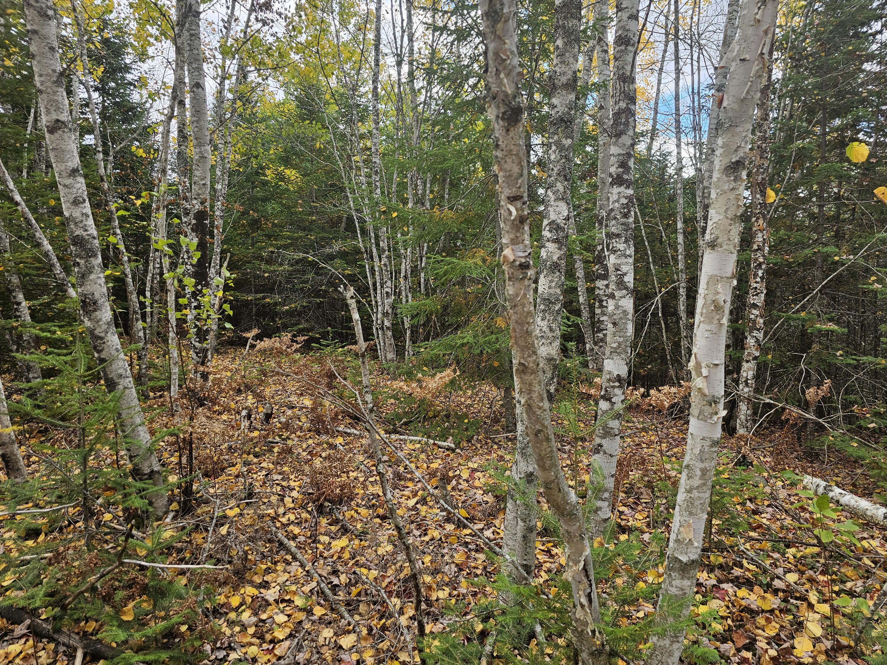 12 Fox Run Ellsworth, ME 04605 - Photo 23 of 25 20251001_125207