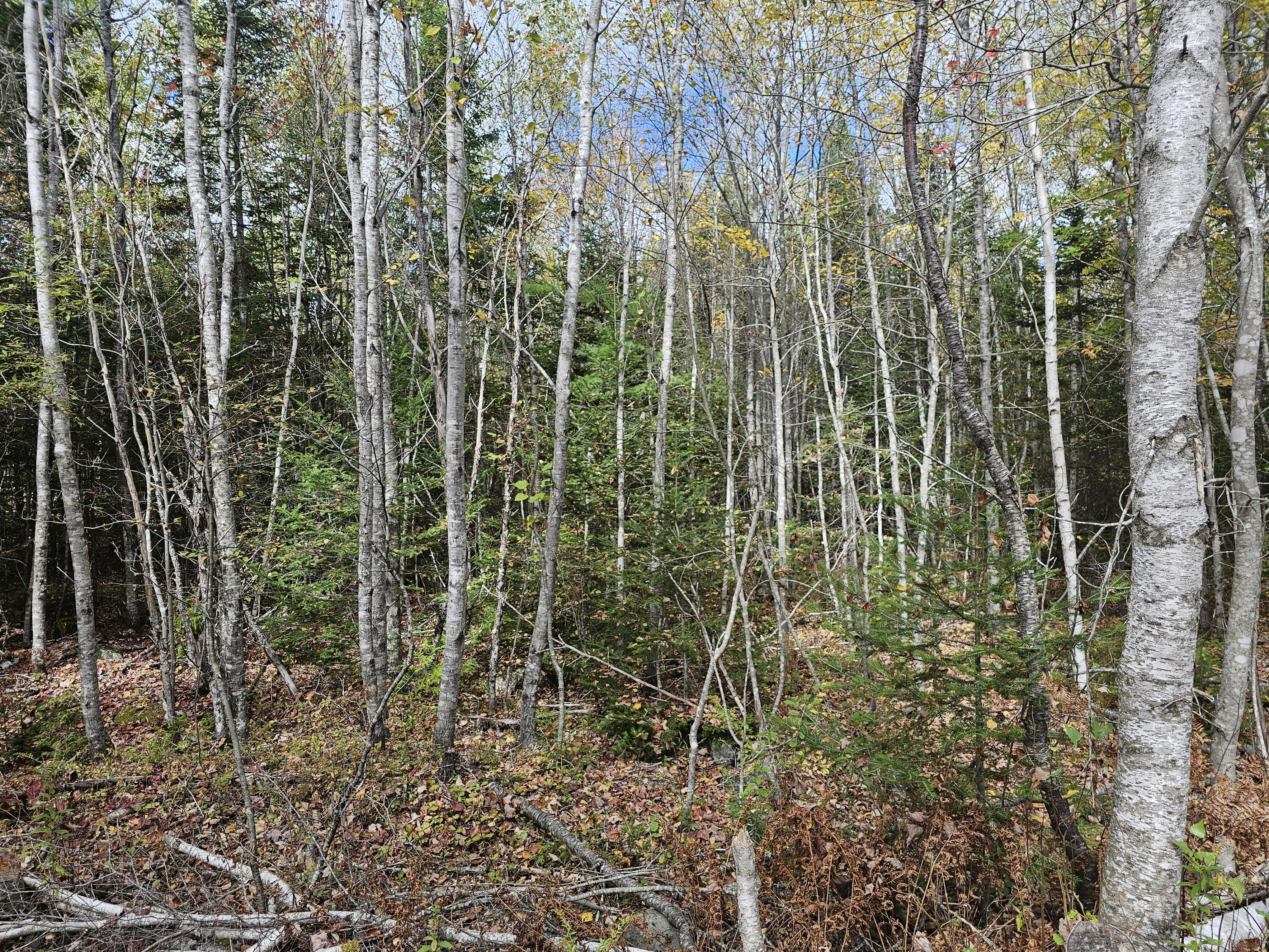 12 Fox Run Ellsworth, ME 04605 - Photo 9 of 25 20251001_124443