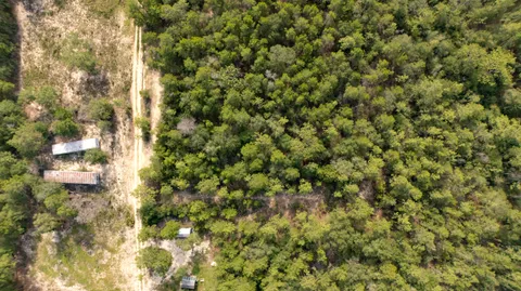 a view of a tree with a plant