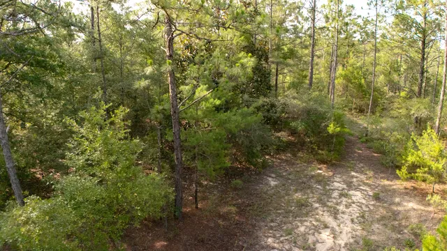 a view of a large yard with lots of trees