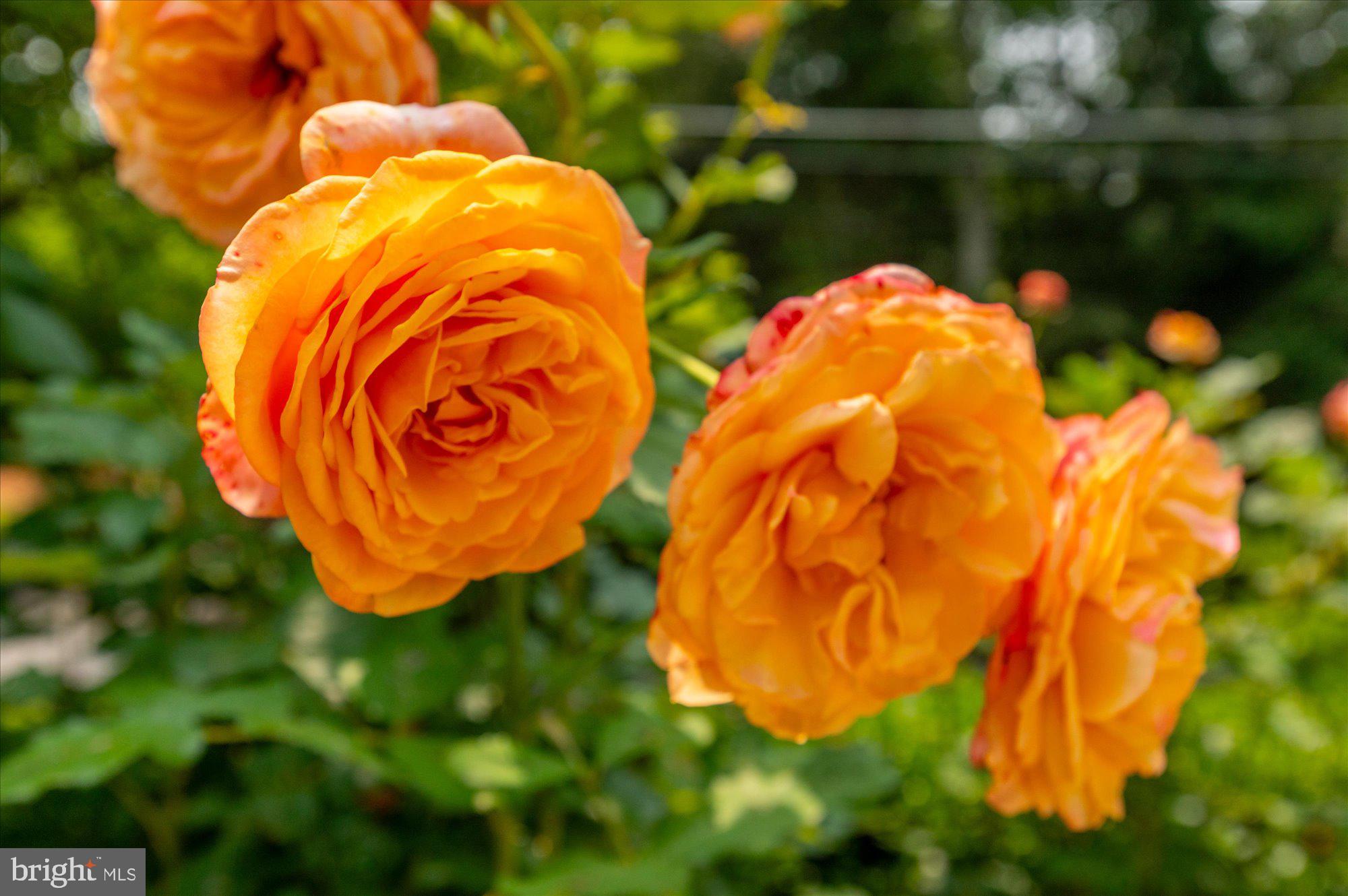 6804 Benjamin Street McLean, VA 22101 - Photo 4 of 68