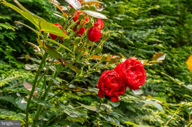 $5,500,000 | 6804 Benjamin Street, McLean, VA 22101