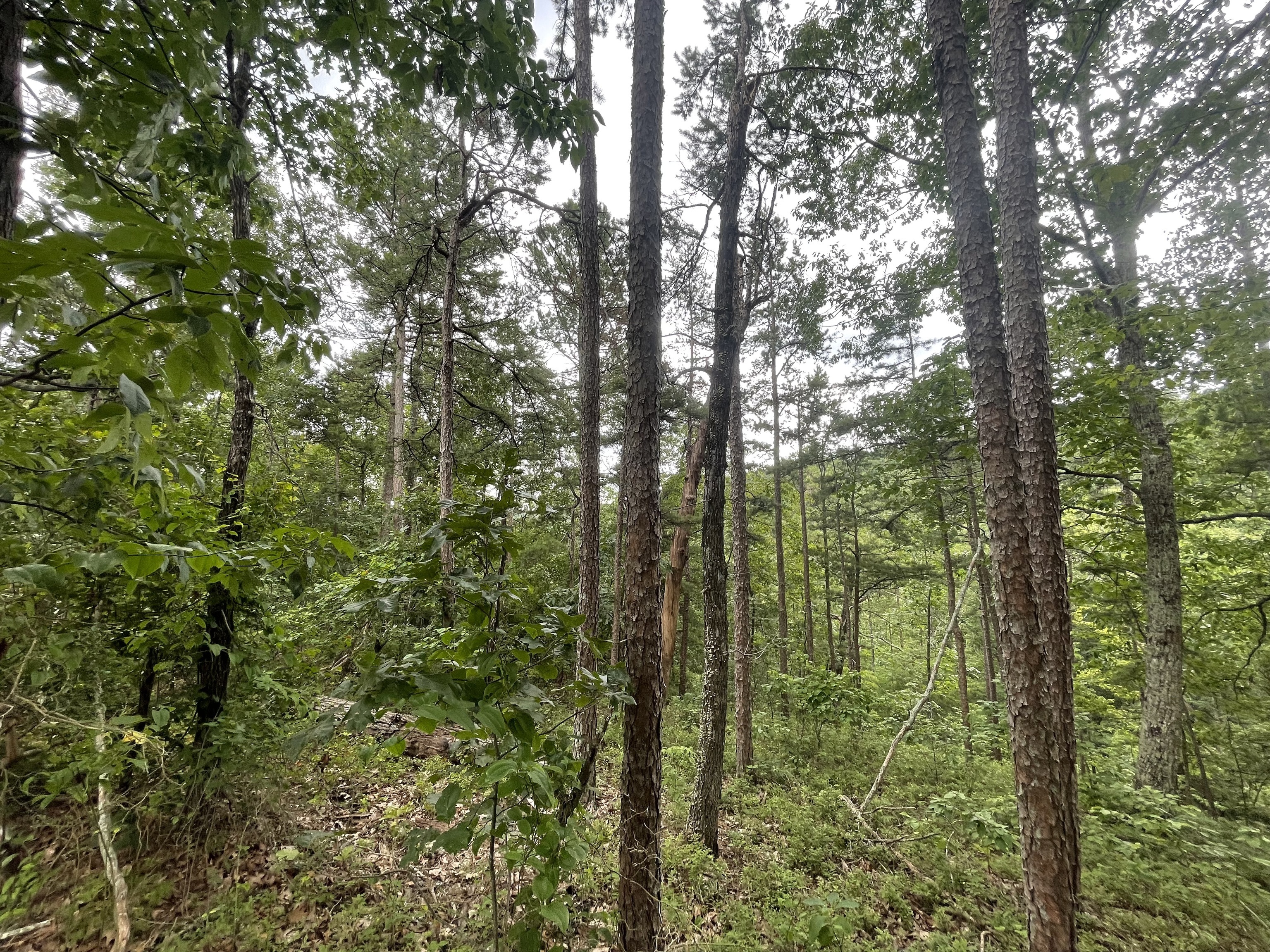 1314 Arrow Court Ranger, GA 30734 - Photo 2 of 13 a view of outdoor space and mountain view