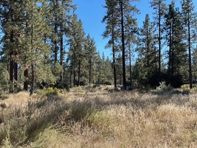 a view of a forest covered with trees