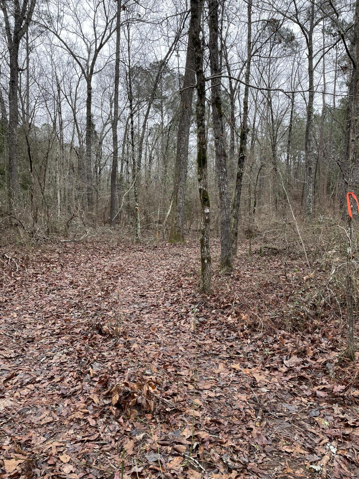 113 Fox Road Aiken, SC 29805 - Photo 9 of 13 a view of a yard with trees