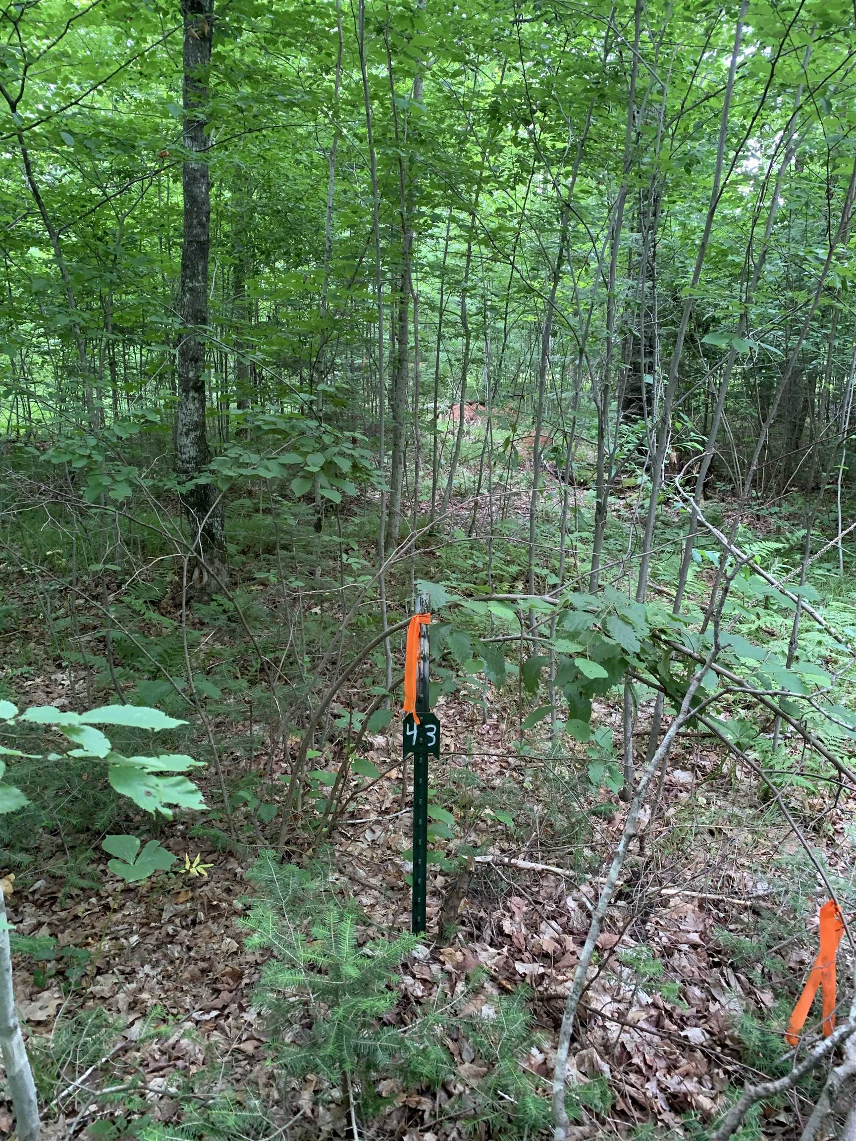 0 Smt Wds Lane Gleason, WI 54435 - Photo 3 of 17