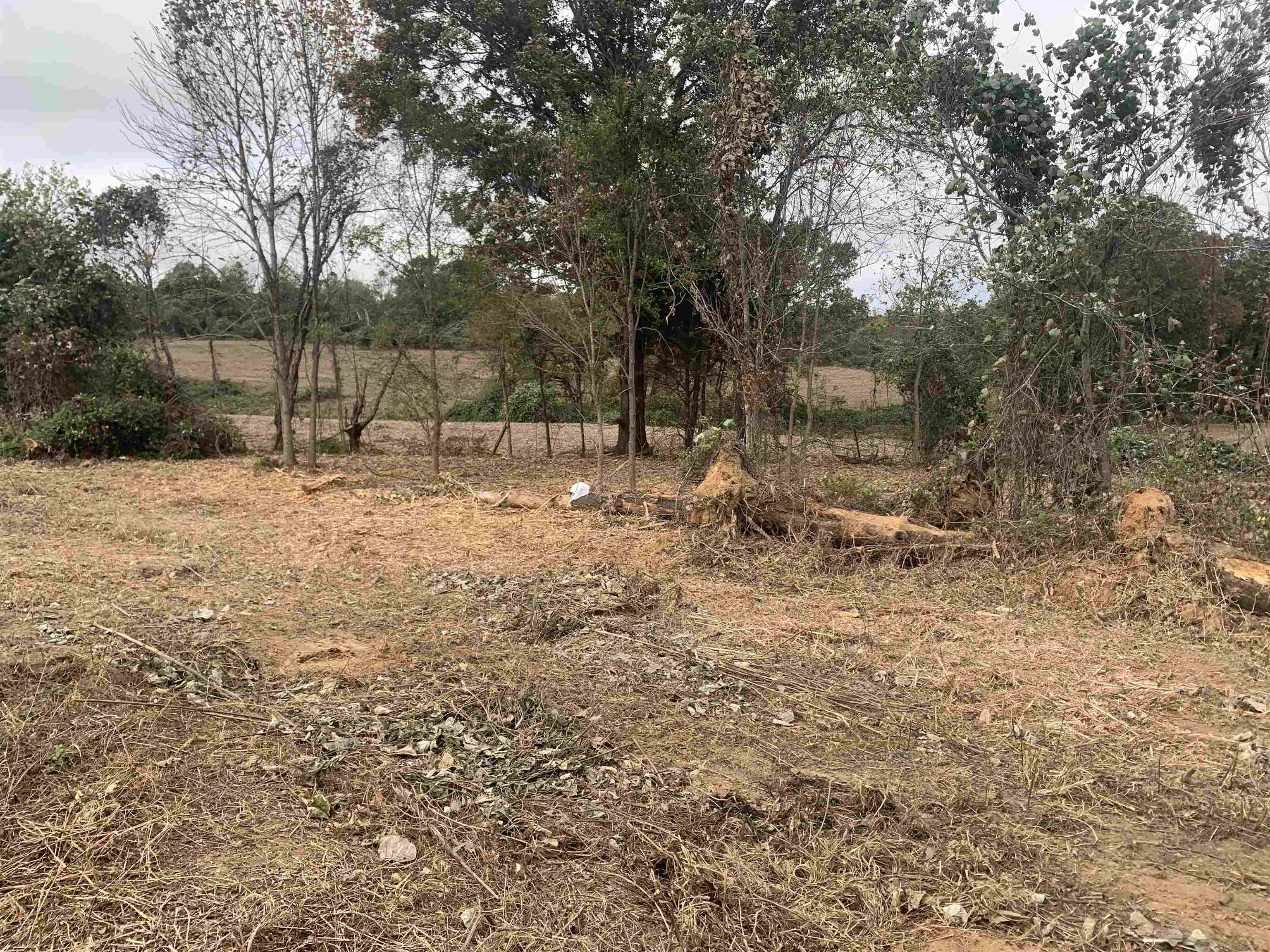 Middlefork Road Huron, TN 38345 - Photo 2 of 4 a backyard of a house with lots of green space