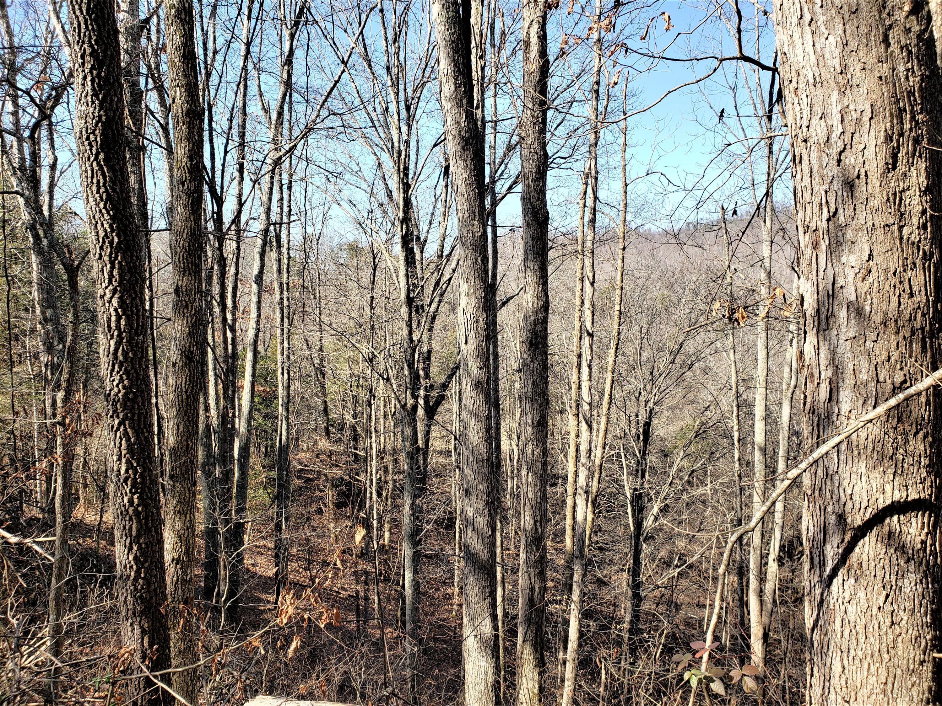 805 Butcher Valley Road Rogersville, TN 37857 - Photo 22 of 34 21
