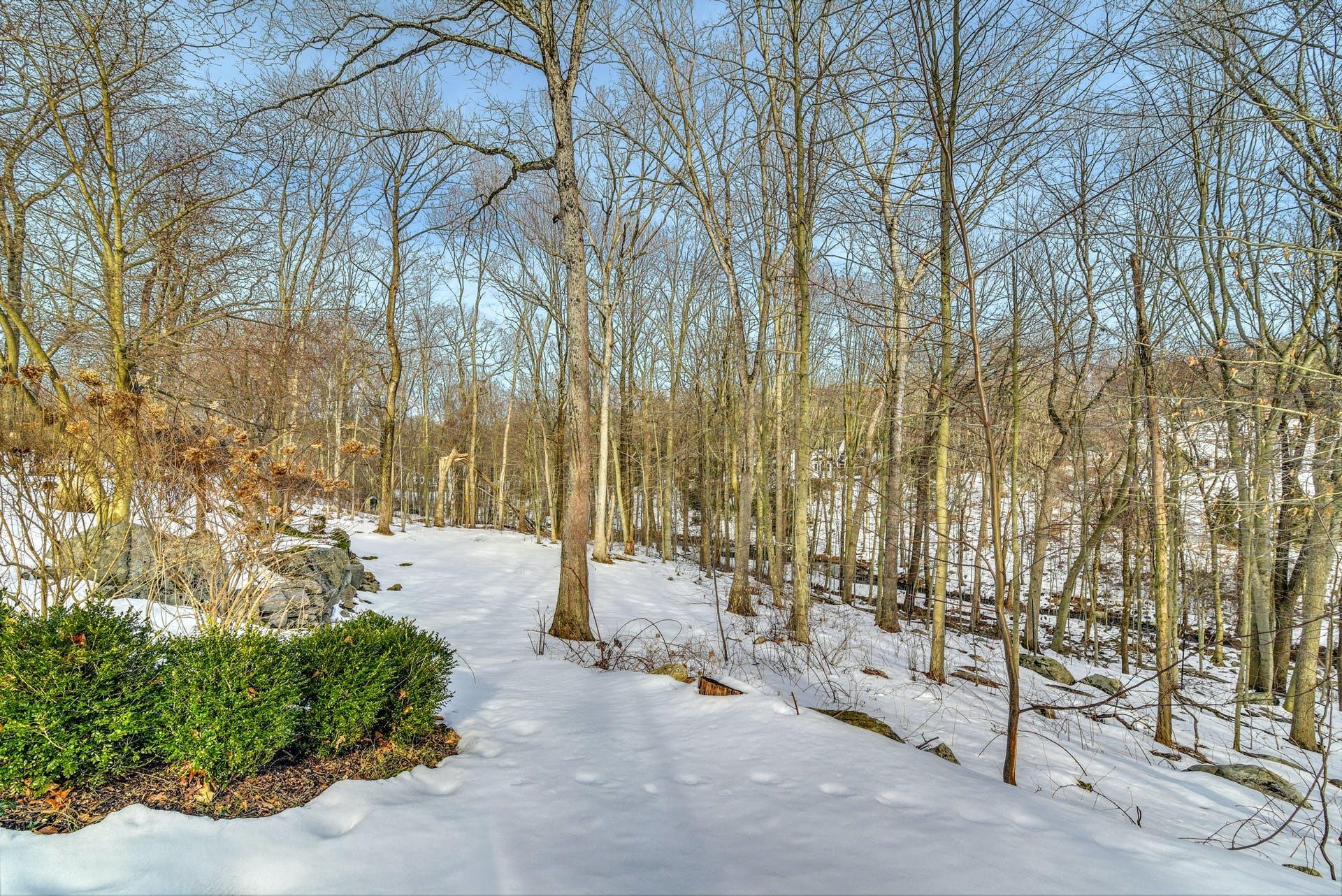 258 Jonathan Road New Canaan, CT 06840 - Photo 28 of 33 a view of a pathway with a bench